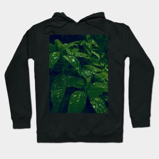 Dew drops on forest leaves gradient photo Hoodie